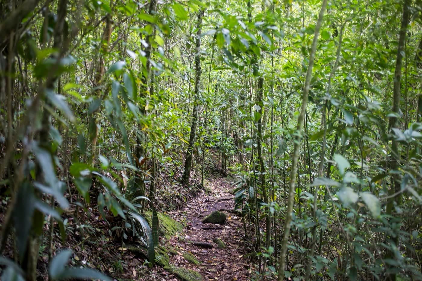 Trilha estreita de terra entre taquaras e arbustos na mata do Parque Estadual do Forno Grande