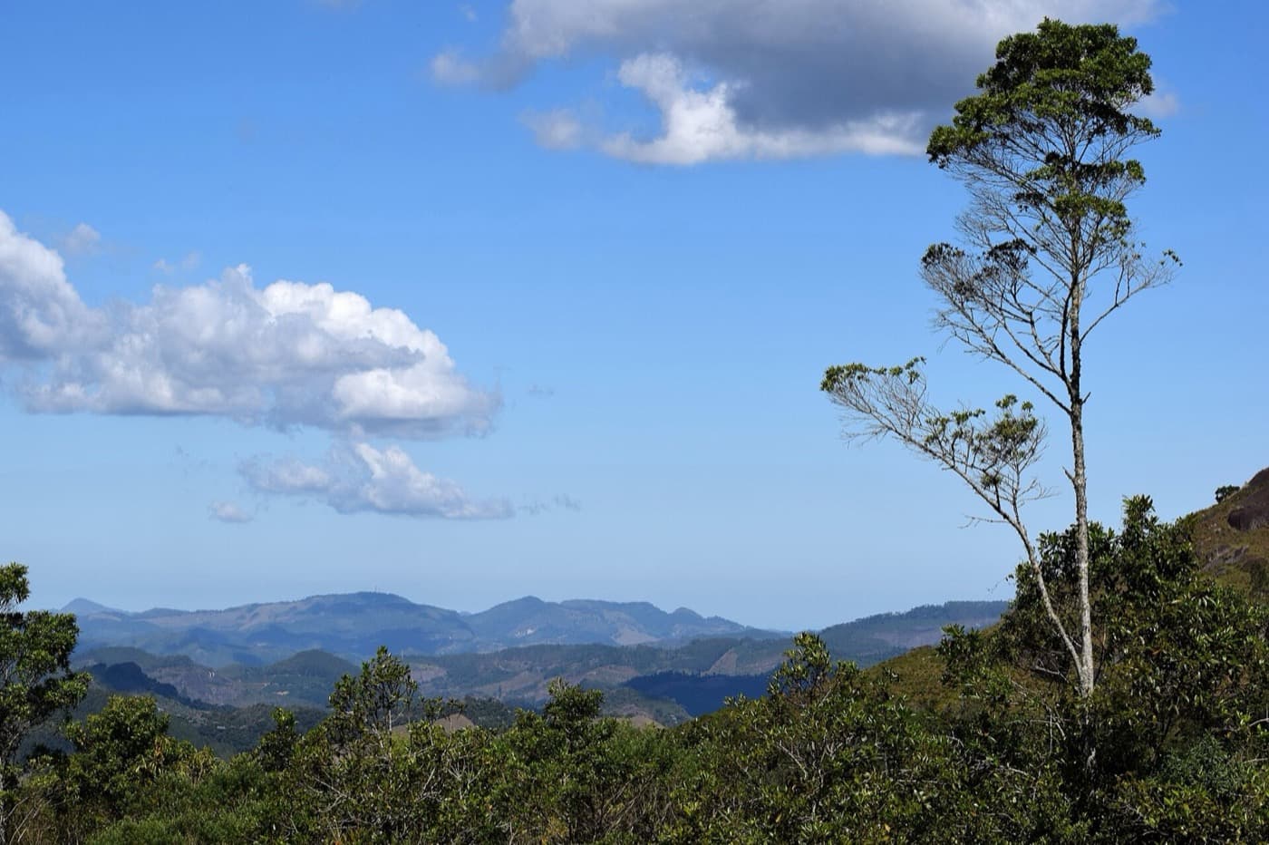 Vista das montanhas capixabas a partir da trilha para o topo do Pico do Forno Grande, com uma árvore isolada à direita
