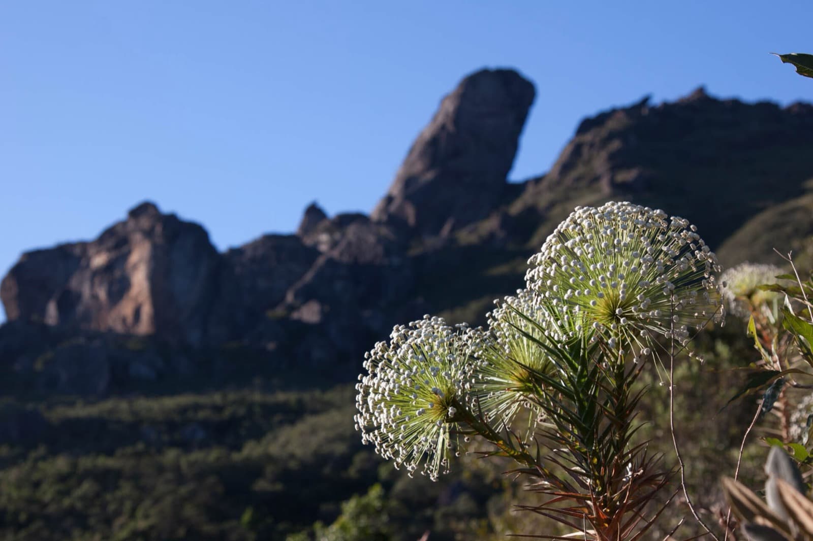 Flor de campo rupestre em primeiro plano e, ao fundo, a pedra do Pico do Itacolomi contra o céu azul