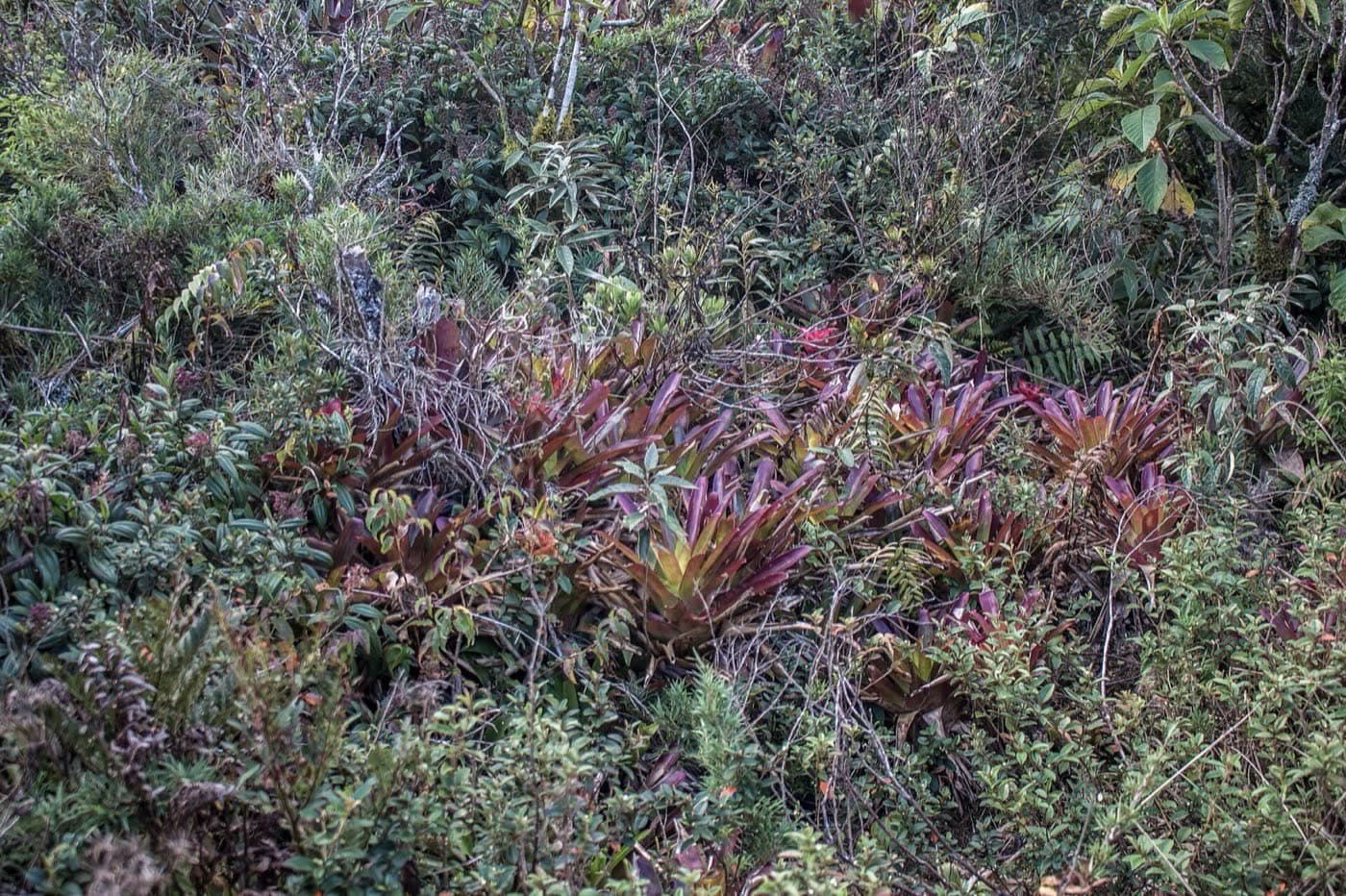 Bromélias avermelhadas entre arbustos nos campos de altitude perto da base do Pico do Itaguaré, a cerca de 2.200 m