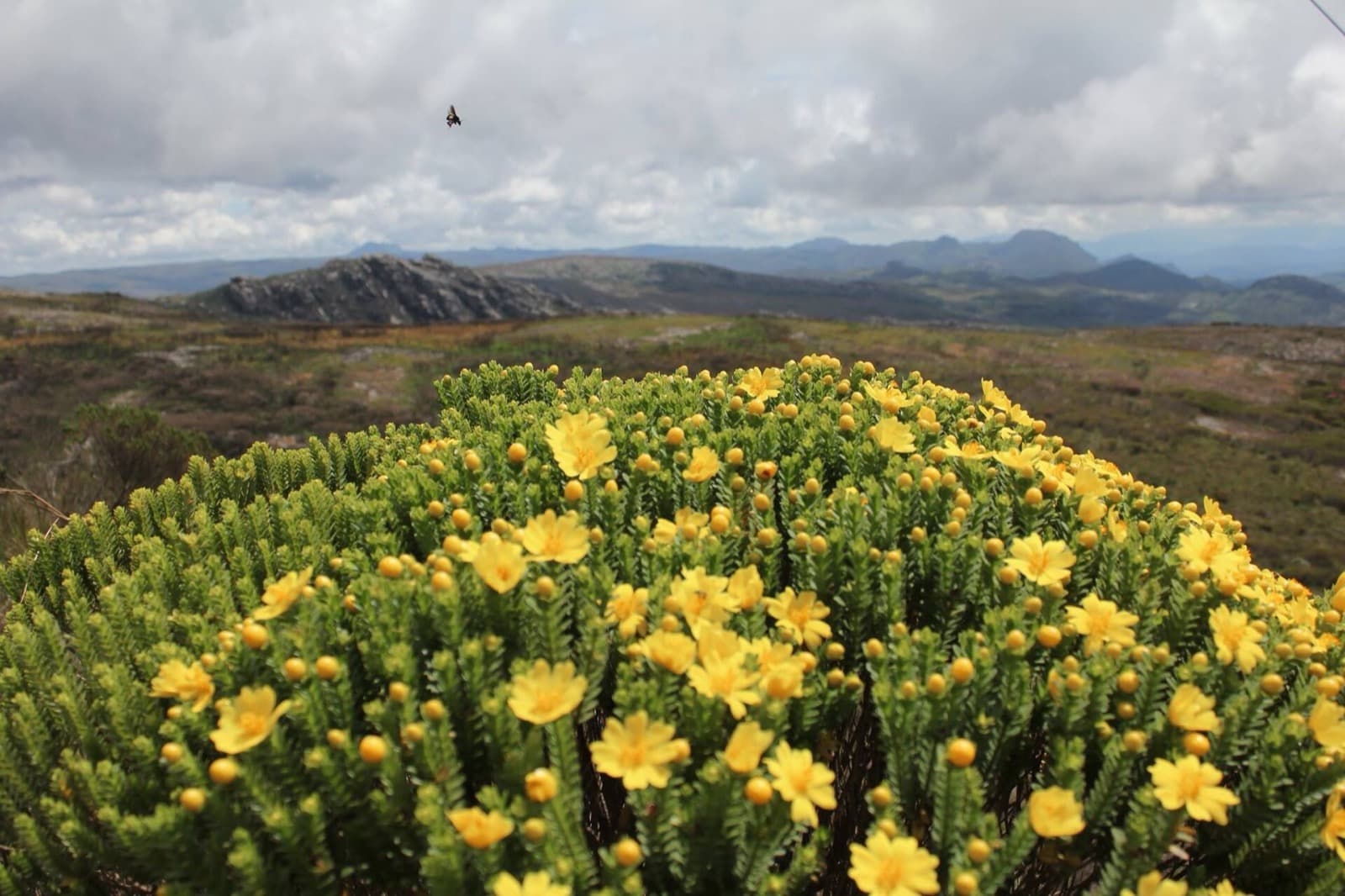 Arbusto de flores amarelas em primeiro plano nos campos de altitude do Parque Estadual do Pico do Itambé