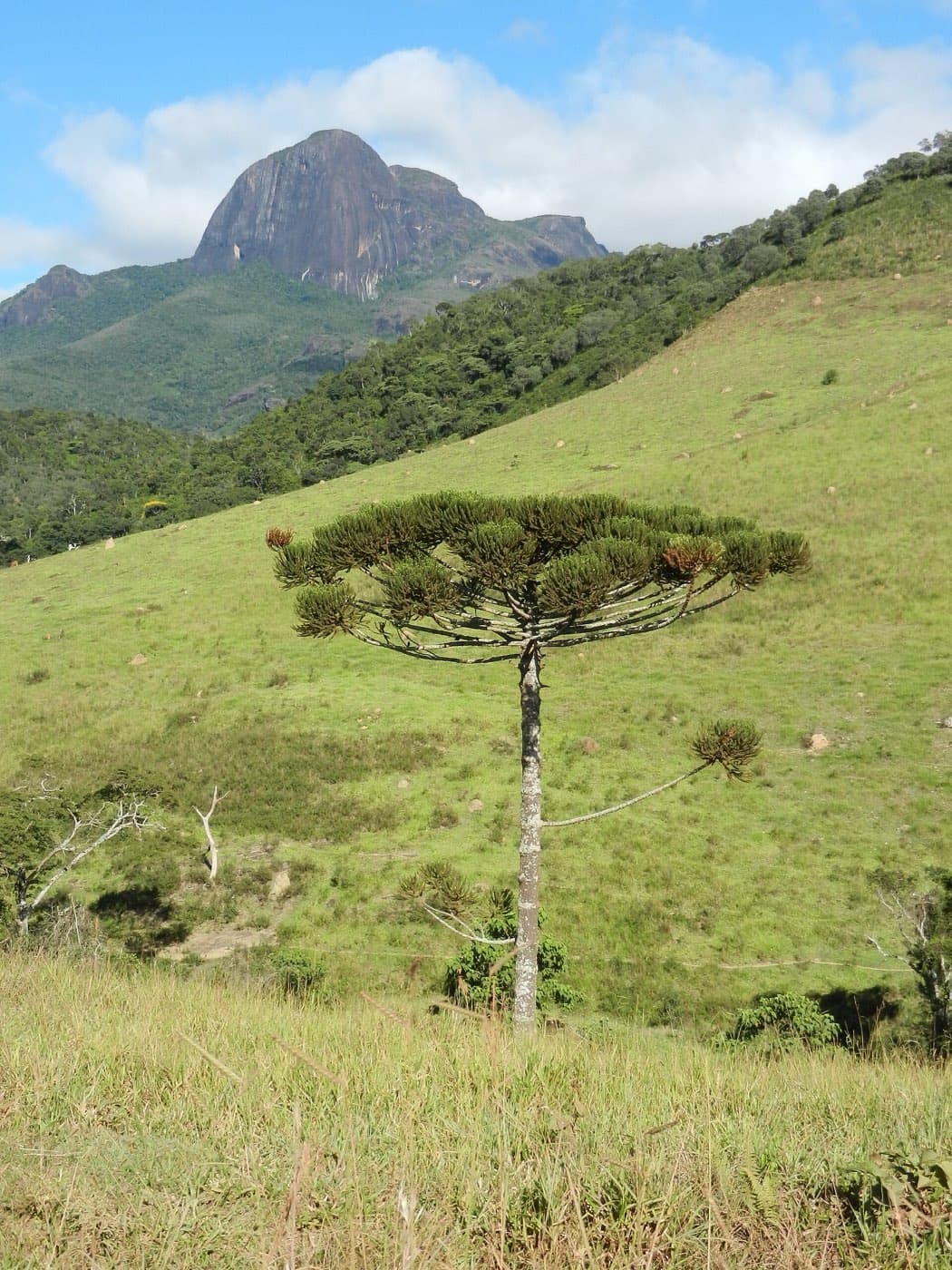 Araucária isolada num pasto verde, com o Pico do Papagaio ao fundo
