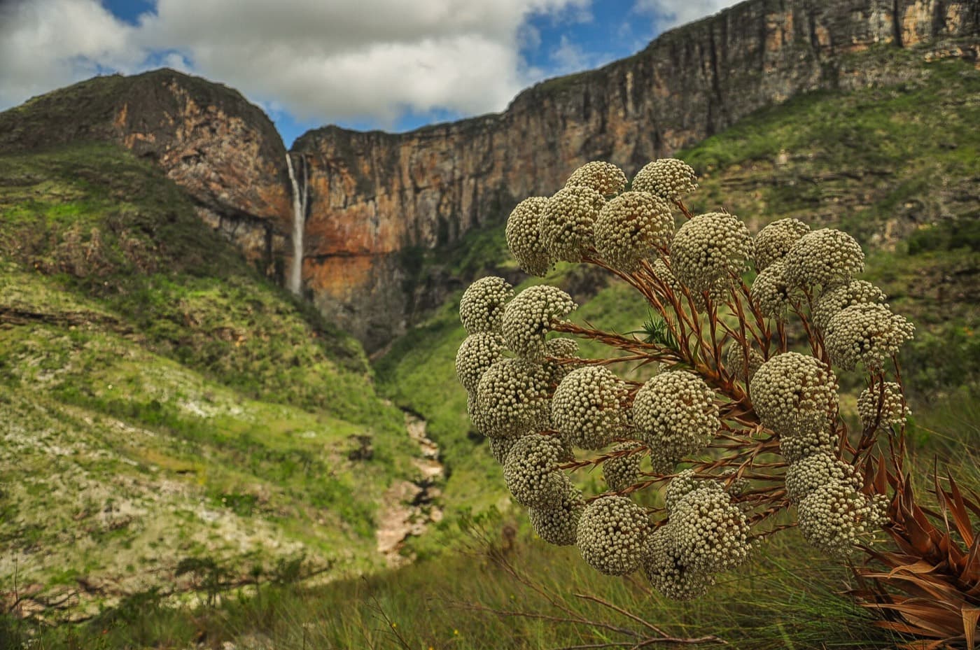 Sempre-viva em primeiro plano e, ao fundo, a Cachoeira do Tabuleiro caindo de um paredão alaranjado