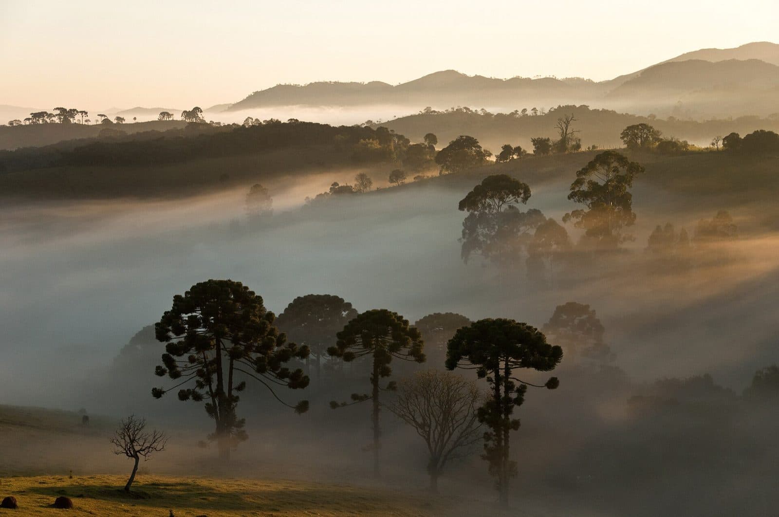 Araucárias recortadas contra a neblina do amanhecer no planalto da Serra da Bocaina