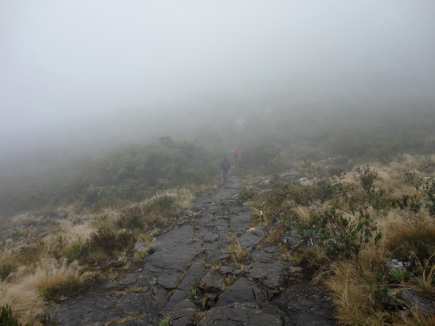 Trilha de pedras do Pico da Bandeira encoberta pela neblina, entre capim e arbustos de altitude