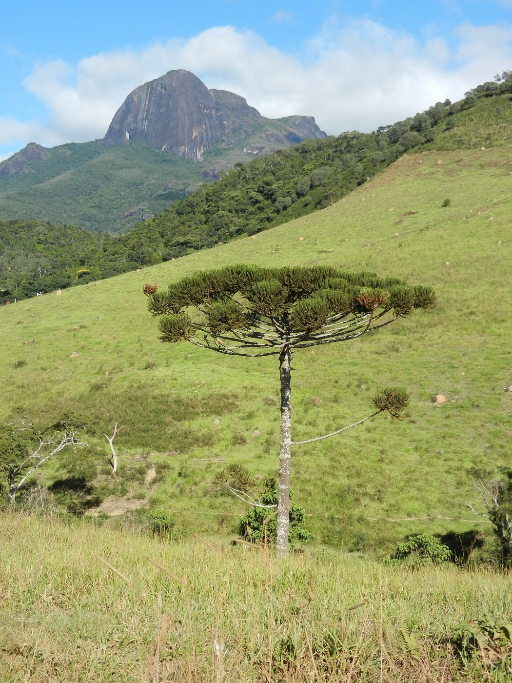 Araucária isolada num pasto verde, com o Pico do Papagaio ao fundo