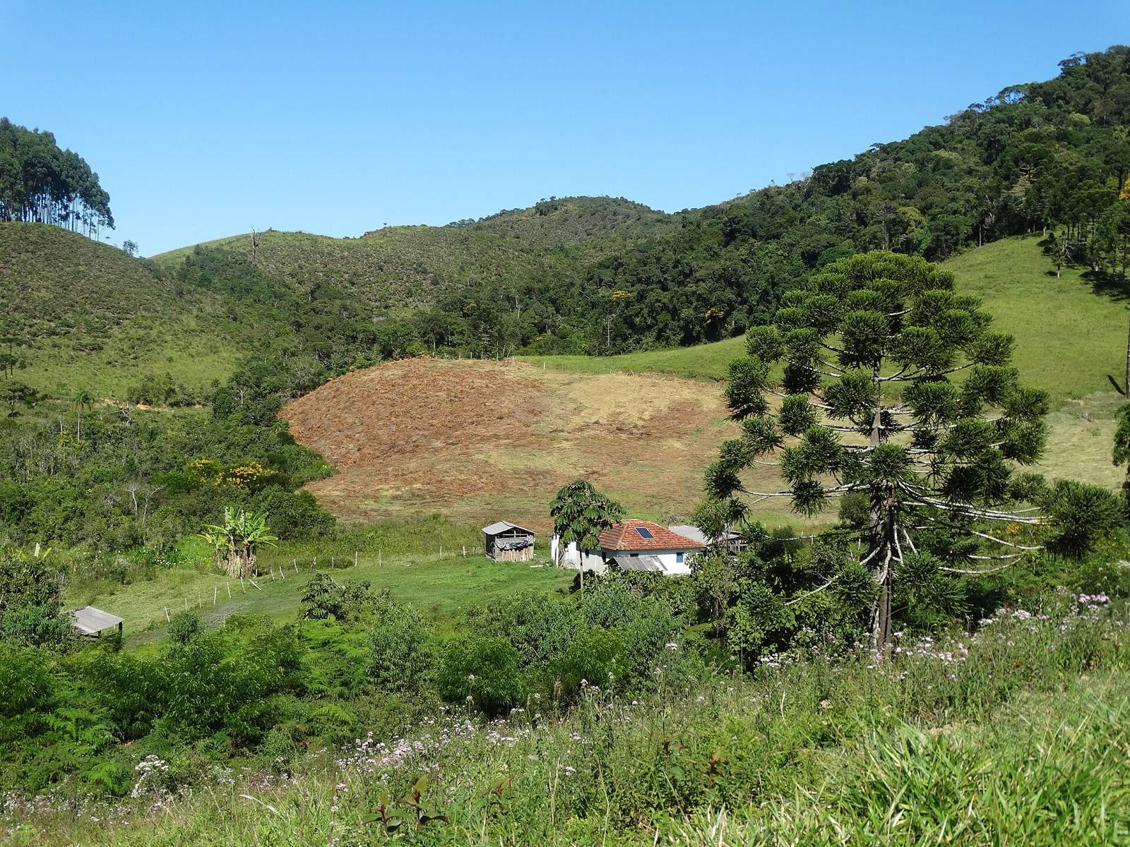 Casa rural com araucária e morros verdes no planalto da Bocaina